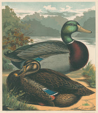 Load image into Gallery viewer, Unattributed "Mr. J.K. Fowler's Pair of Rouen Ducks." From "The Illustrated Book of Poultry"