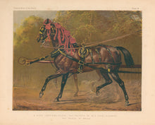 Load image into Gallery viewer, “A State Carriage Horse – The Property of His Royal Highness the Prince of Wales.”  From "Cassell’s The Illustrated Book of the Horse"