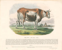 Load image into Gallery viewer, Whymper, Joshua Wood “The Cow.” Plate 47
