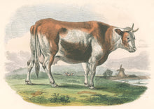 Load image into Gallery viewer, Whymper, Joshua Wood “The Cow.” Plate 47