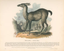Load image into Gallery viewer, Whymper, Joshua Wood “The Llama.”  Plate 11