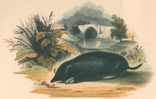 Load image into Gallery viewer, Whymper, Joshua Wood “The Mole.”  Plate 38