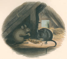 Load image into Gallery viewer, Whymper, Joshua Wood “The Mouse.”  Plate 40
