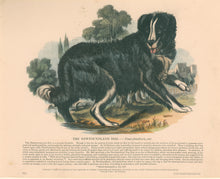 Load image into Gallery viewer, Whymper, Joshua Wood “The Newfoundland Dog.”  Plate 34