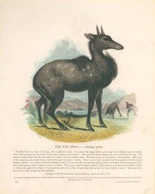 Load image into Gallery viewer, Whymper, Joshua Wood “The Nyl Ghau.” Plate 45
