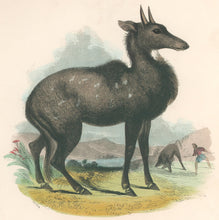 Load image into Gallery viewer, Whymper, Joshua Wood “The Nyl Ghau.” Plate 45