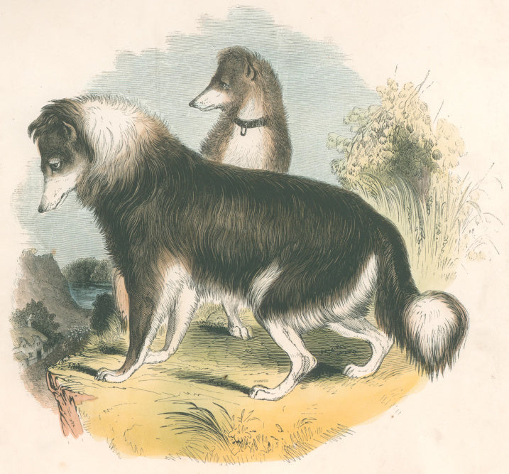 Whymper, Joshua Wood “The Shepherd’s Dog.”  Plate 33