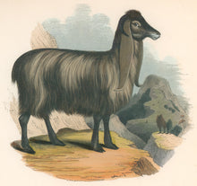 Load image into Gallery viewer, Whymper, Joshua Wood “The Syrian Goat.” Plate 49