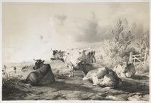 Load image into Gallery viewer, Cooper, T. Sydney “Groups of Cattle from Nature.”