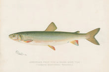Load image into Gallery viewer, Denton, Sherman F.  “Adirondack Frost Fish or Round White Fish.”