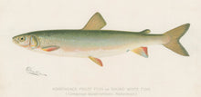 Load image into Gallery viewer, Denton, Sherman F.  “Adirondack Frost Fish or Round White Fish.”
