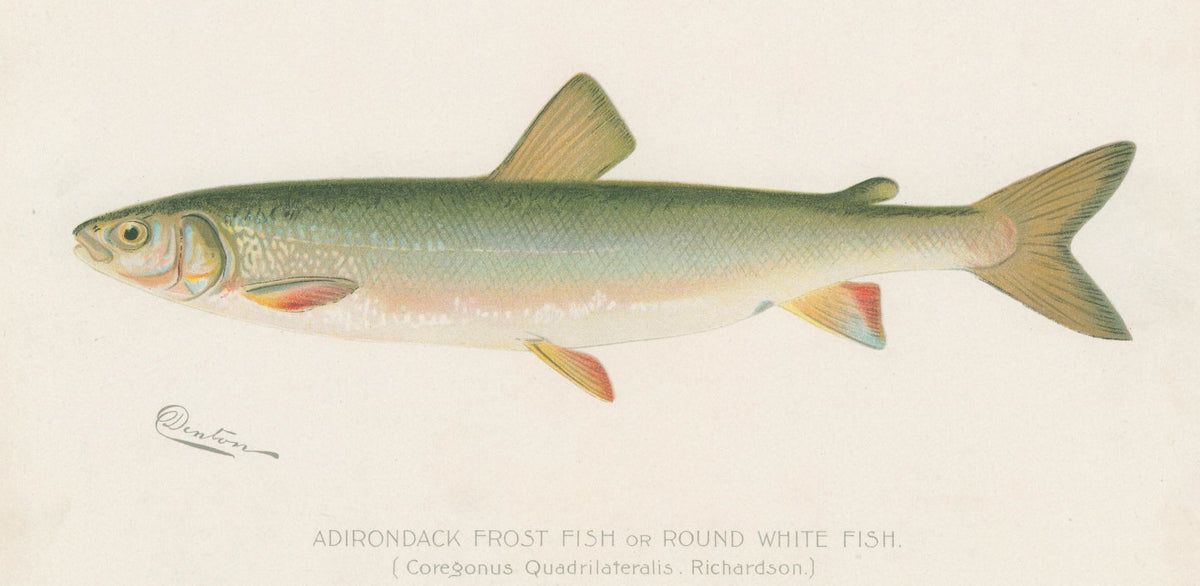 Denton, Sherman F. “Adirondack Frost Fish or Round White Fish.” –  Philadelphia Print Shop
