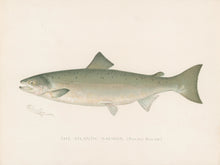 Load image into Gallery viewer, Denton, Sherman F.  “The Atlantic Salmon.”