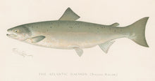 Load image into Gallery viewer, Denton, Sherman F.  “The Atlantic Salmon.”
