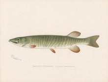 Load image into Gallery viewer, Denton, Sherman F.  “Banded Pickerel.”