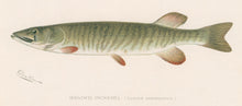 Load image into Gallery viewer, Denton, Sherman F.  “Banded Pickerel.”