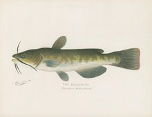 Load image into Gallery viewer, Denton, Sherman F. “The Bullhead.”