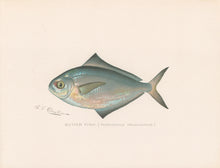 Load image into Gallery viewer, Denton, Sherman F.  “Butter Fish.”