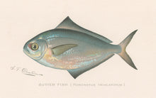 Load image into Gallery viewer, Denton, Sherman F.  “Butter Fish.”