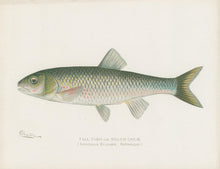 Load image into Gallery viewer, Denton, Sherman F.  “Fall Fish or Silver Chub.”