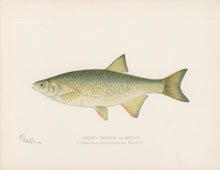 Load image into Gallery viewer, Denton, Sherman F. “Golden Shiner or Bream.”