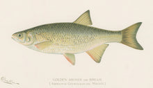 Load image into Gallery viewer, Denton, Sherman F. “Golden Shiner or Bream.”