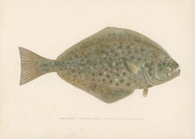 Load image into Gallery viewer, Denton, Sherman F. “Halibut.”