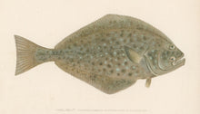 Load image into Gallery viewer, Denton, Sherman F. “Halibut.”