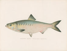 Load image into Gallery viewer, Denton, Sherman F. “Hickory Shad.”