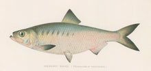 Load image into Gallery viewer, Denton, Sherman F. “Hickory Shad.”