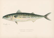 Load image into Gallery viewer, Denton, Sherman F. “Common Mackerel.”