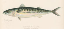 Load image into Gallery viewer, Denton, Sherman F. “Common Mackerel.”