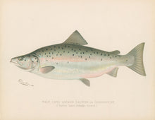 Load image into Gallery viewer, Denton, Sherman F. “Male Land Locked Salmon or Quananiche”