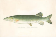 Load image into Gallery viewer, Denton, Sherman F. “Mascalonge.”