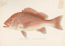 Load image into Gallery viewer, Denton, Sherman F. “Red Snapper.”