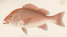 Load image into Gallery viewer, Denton, Sherman F. “Red Snapper.”