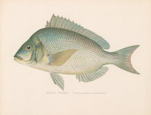 Load image into Gallery viewer, Denton, Sherman F.  “Scup; Porgy.”