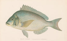 Load image into Gallery viewer, Denton, Sherman F.  “Scup; Porgy.”