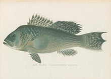 Load image into Gallery viewer, Denton, Sherman F. “Sea Bass.”