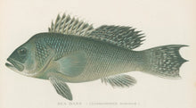 Load image into Gallery viewer, Denton, Sherman F. “Sea Bass.”