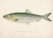 Load image into Gallery viewer, Denton, Sherman F.  “Sea Herring.”