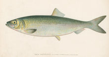 Load image into Gallery viewer, Denton, Sherman F.  “Sea Herring.”