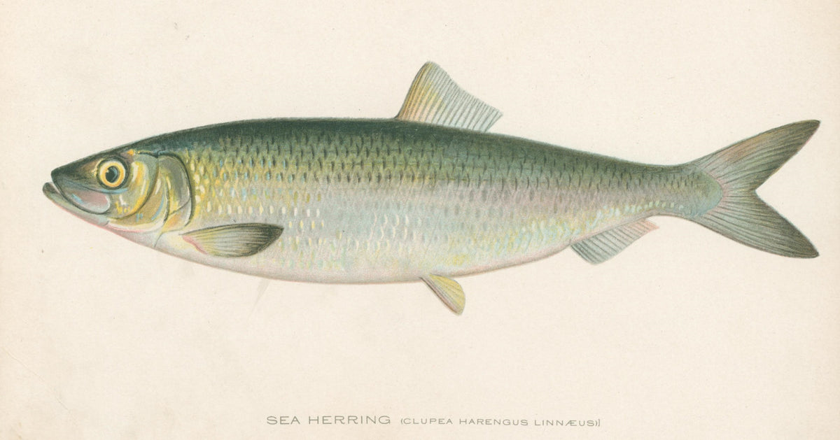 Atlantic Salmon, 1913 by Sherman F Denton Art Print Fish Fishing Poster  24x36