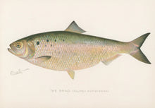 Load image into Gallery viewer, Denton, Sherman F. “The Shad.”