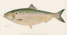 Load image into Gallery viewer, Denton, Sherman F. “The Shad.”