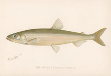Load image into Gallery viewer, Denton, Sherman F.  “The Smelt.”