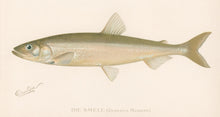 Load image into Gallery viewer, Denton, Sherman F.  “The Smelt.”