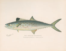 Load image into Gallery viewer, Denton, Sherman F. “Spanish Mackerel.”