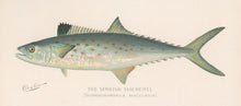 Load image into Gallery viewer, Denton, Sherman F. “Spanish Mackerel.”