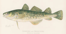 Load image into Gallery viewer, Denton, Sherman F.  “Tom Cod or Frost-Fish.”